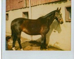 broodmare Double Fantasy (Oldenburg, 1990, from Domino)