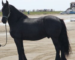 Pferd Sybren fan'e Goengamieden (Friese, 2005, von Ulbert 390)