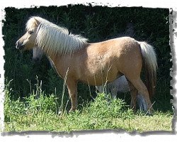 Zuchtstute Kilcummer Palomino Girl (Shetland Pony (unter 87 cm), 1996, von Birling Glint of Gold)