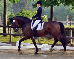 dressage horse Lorenzo 253 (Westphalian, 2001, from Laomedon)