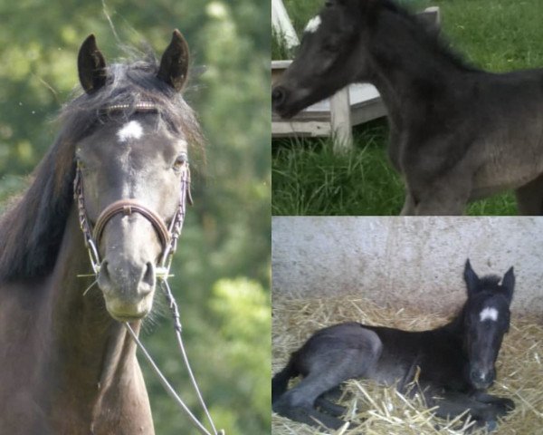 dressage horse Dark Shadow (German Riding Pony, 2014)