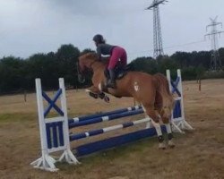 dressage horse Lucky Fellow 10 (Hanoverian, 2005, from Laurentio)