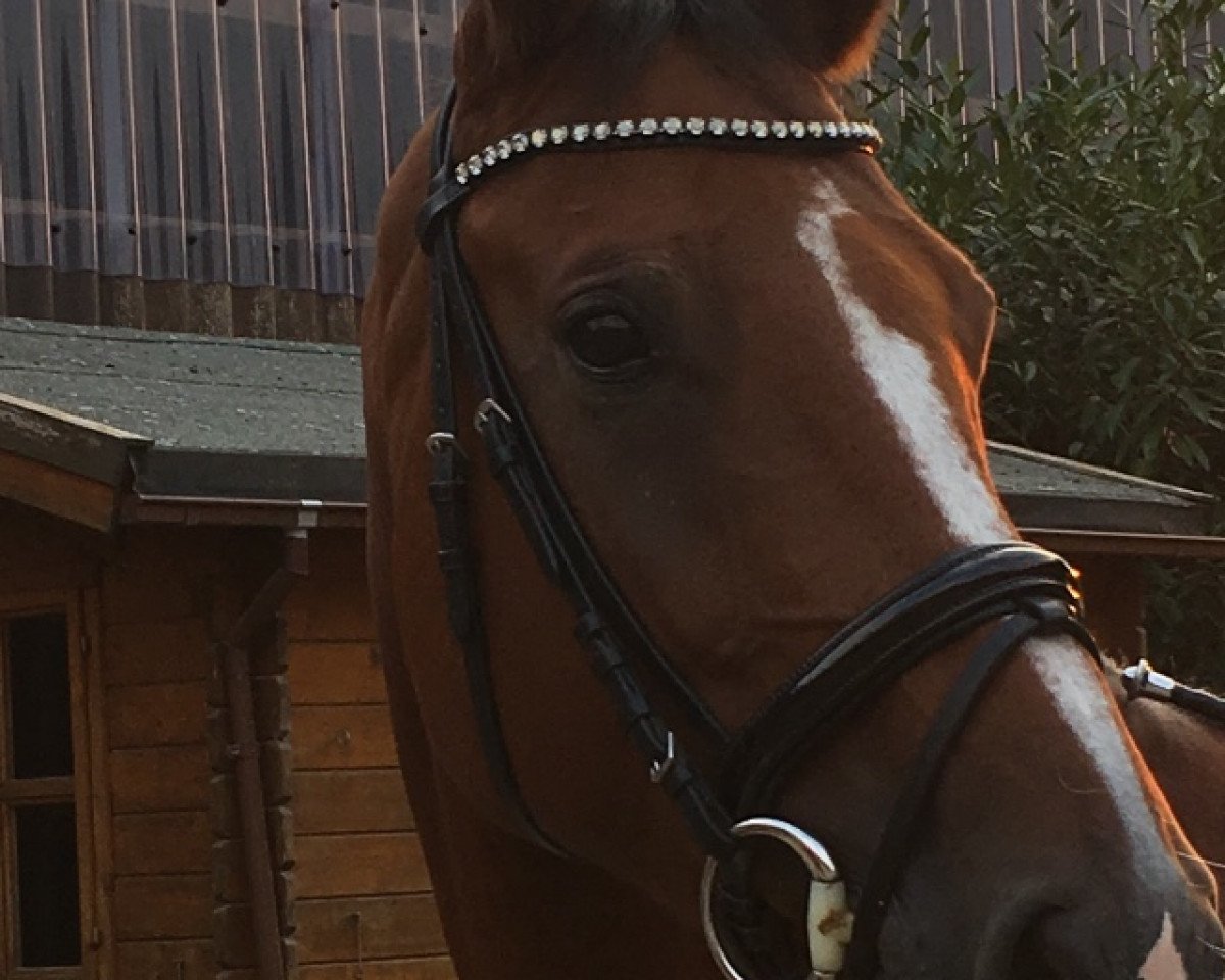 broodmare Quick Flash 4 (Holsteiner, 2011, from Quick Fire)