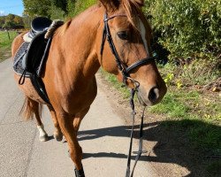 dressage horse Femme Fatale (Trakehner, 2015, from Marseille 6)