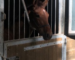 horse Quinn P (Zangersheide Reitpferd, 2018, from Querlybet Hero)