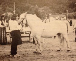 broodmare Faksi N.2506 (Fjord Horse, 1981, from Trajan N.1851)