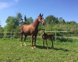 broodmare Symphonie (Hanoverian, 2008, from Stenograph)