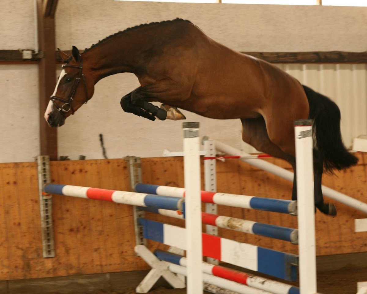 Zuchtstute Umea Hh (Holsteiner, 2004, von Quintero)