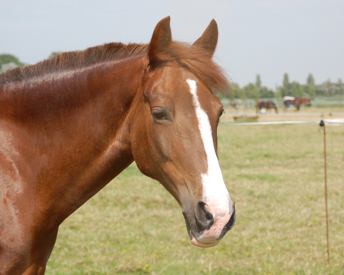 broodmare Moonlightchip (German Riding Pony, 2005, from Mentos Charmeur)