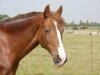 broodmare Moonlightchip (German Riding Pony, 2005, from Mentos Charmeur)