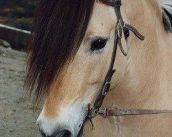 stallion Sylvstein N.1930 (Fjord Horse, 1981, from Myrstein N.1866)