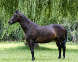 broodmare Guiness (unknown, 1997, from Magyarkeszi Ramzes-89)