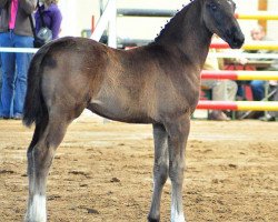 Pferd Donna E Mobile (Deutsches Reitpferd,  , von Jazz)