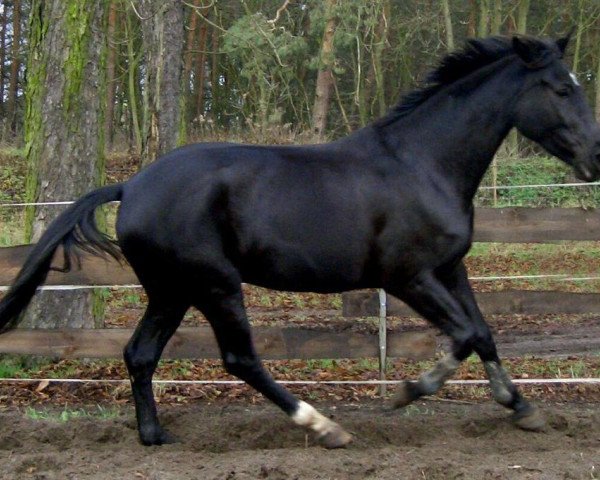 broodmare Diva De Niro (German Sport Horse, 2003, from De Niro)