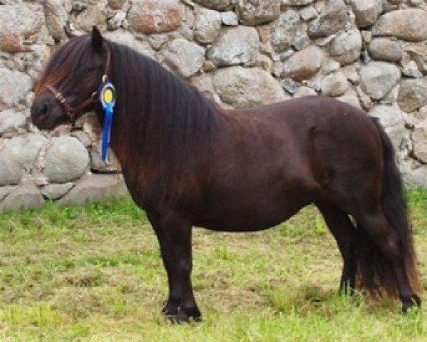 Zuchtstute Rachel van de Barchsehoek (Shetland Pony, 2005, von Lamborghini van het Hof)