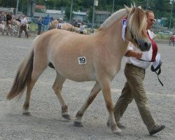 broodmare Mette Fra Skårhaug (Fjord Horse, 1997, from Felix N.2507)