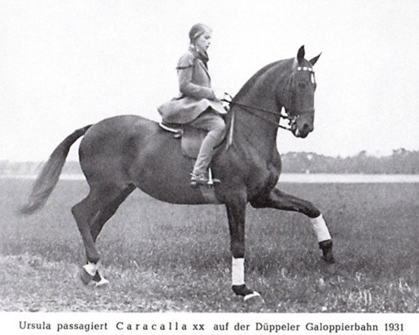 stallion Caracalla xx (Thoroughbred, 1942, from Tourbillon xx)
