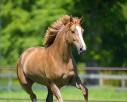 Zuchtstute Orange van't Roosakker (Belgisches Warmblut, 2014, von Vigo d'Arsouilles)