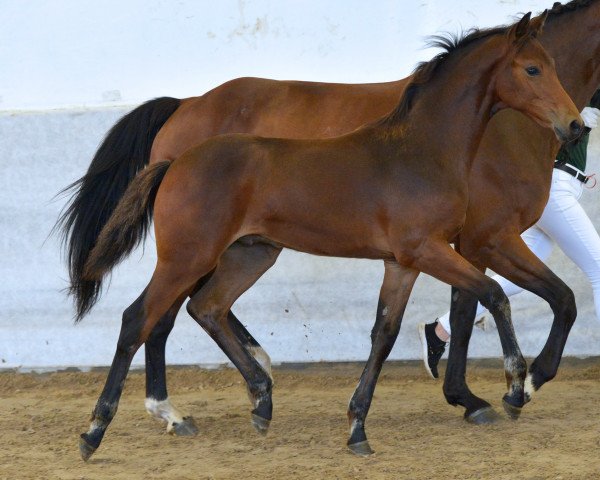 horse Cyrian de Moulin Canard (German Sport Horse, 2021, from Corrinaro)