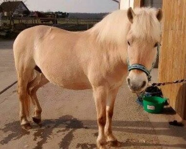 broodmare Maika fra Skårhaug (Fjord Horse, 1995, from Gårdens Tico)