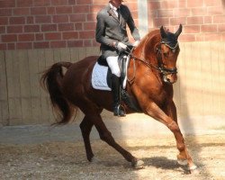 dressage horse Paco 228 (Hanoverian, 2005, from Paroli)