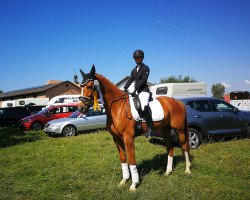 dressage horse Destination 24 (Oldenburg, 2014, from Destano)