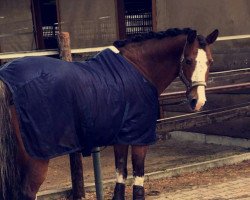 dressage horse Malifax 3 (German Riding Pony, 2005, from Aquarell)