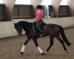 dressage horse Royal Edition 6 (Oldenburg, 2013, from Ron Rubin)