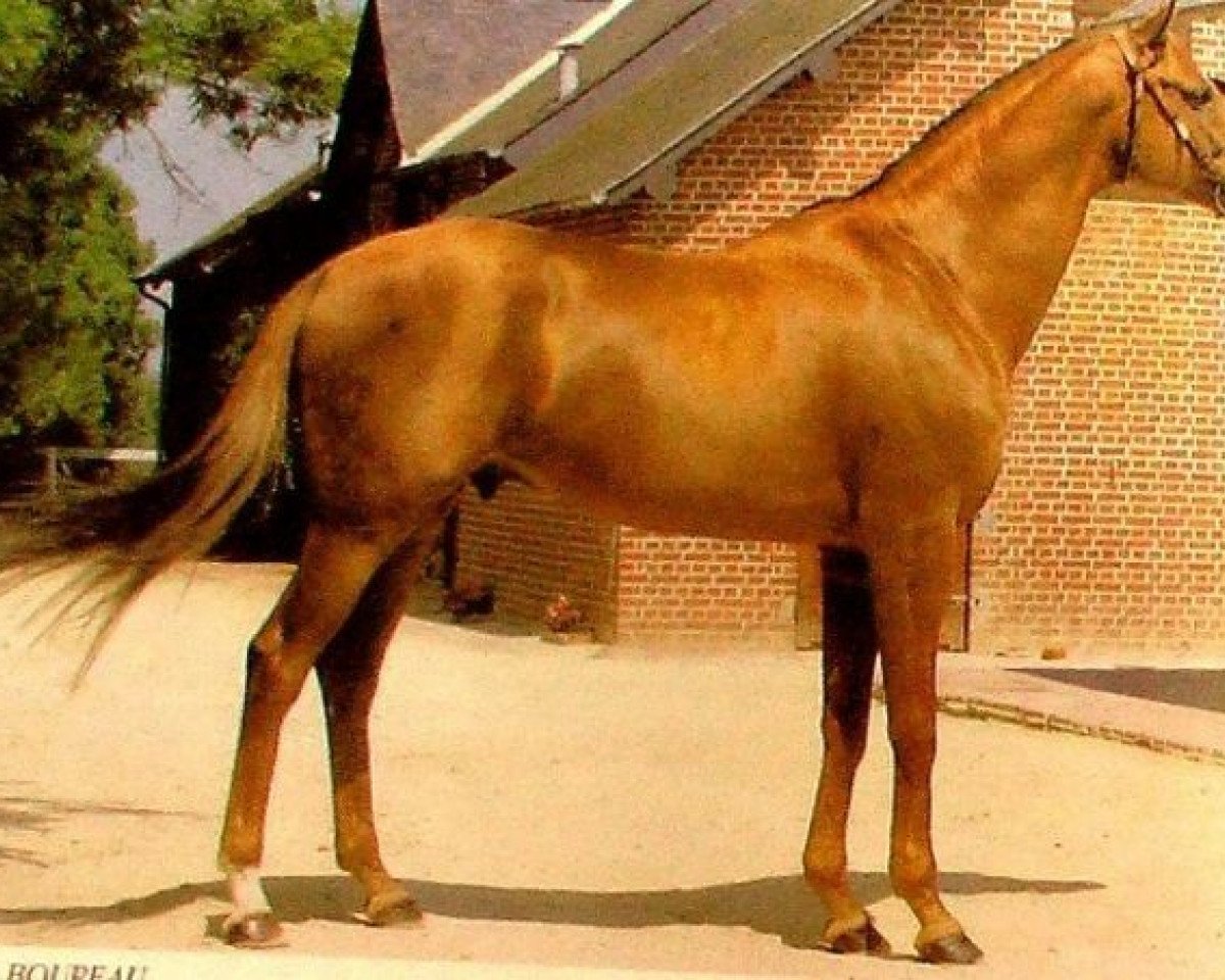 Deckhengst Prince Jeff xx (Englisches Vollblut, 1981, von Jefferson xx)