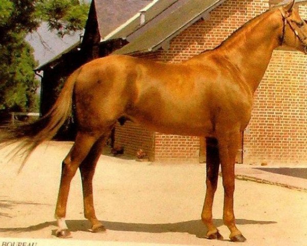 stallion Prince Jeff xx (Thoroughbred, 1981, from Jefferson xx)