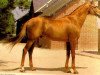 stallion Prince Jeff xx (Thoroughbred, 1981, from Jefferson xx)