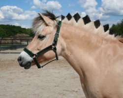 horse Malin Fra Skårhaug (Fjord Horse, 1998, from Felix N.2507)