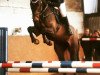 jumper Dubai Zh (Holsteiner, 2011, from Diarado)