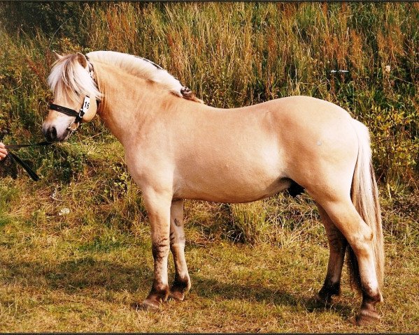 stallion Borken Fra Skårhaug (Fjord Horse, 1996, from Bjørktind N.2869)