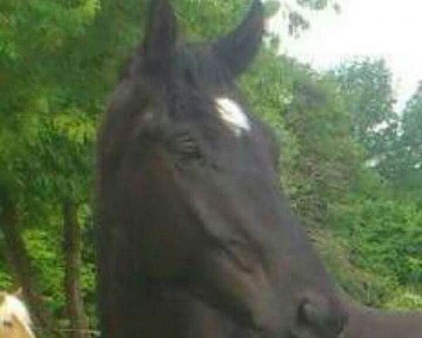 dressage horse Fürst Carlchen (Hanoverian, 2009, from Fürst Grandios)