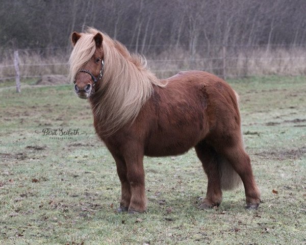 horse Odin (Shetland Pony, 2014, from Omar v. Roba)