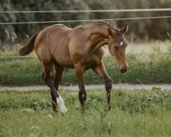 dressage horse Kattegat (Polish Warmblood, 2018, from Sir Europe)