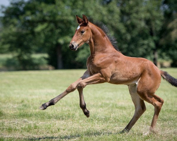 Dressurpferd Alicante (Polnisches Warmblut, 2018, von Fürst Sav)