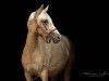 dressage horse Dorfkind (German Riding Pony, 2016, from Dating At NRW)