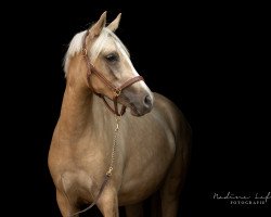 Dressurpferd Dorfkind (Deutsches Reitpony, 2016, von Dating AT NRW)