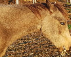 horse Mirabella (Andalusier,  )