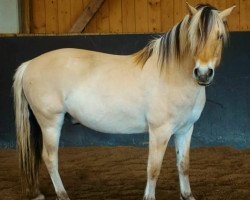 horse Dysti (Fjord Horse, 2007, from Faun Tor N.2023)