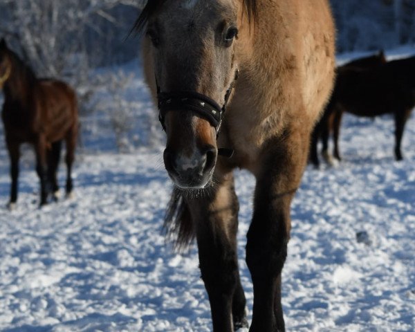 Pferd Lilla Freija Jac O Lena (Quarter Horse, 2019, von Poco Jac Olena)