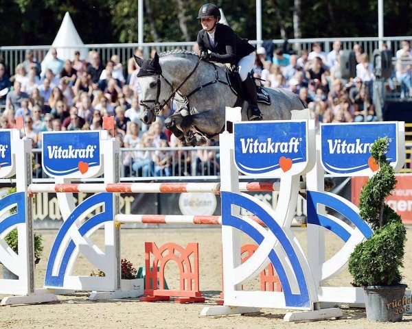jumper Primavera (German Sport Horse, 2013, from Mylord Carthago)