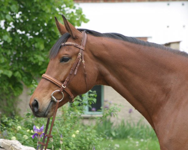 dressage horse Heliodore MD (Trakehner, 2014, from Guardian 16)