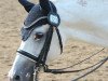 dressage horse Dörnberg's Ebano (German Riding Pony, 1993, from Ernesto)