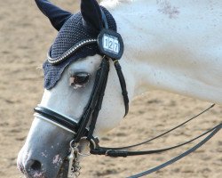 dressage horse Dörnberg's Ebano (German Riding Pony, 1993, from Ernesto)