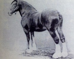 Deckhengst Baron Kelvin (Clydesdale,  , von Baron's Pride 9122)