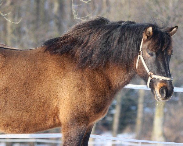 horse Genscha Goral (Hucul, 2007, from Goral XIX-21 Luc)