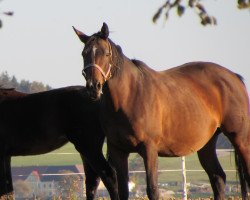 broodmare Adelei (Austrian Warmblood, 2010, from Imperio 3)